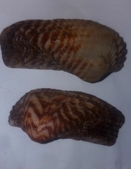 Arca noae