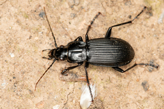 Pterostichus niger