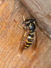 Dolichovespula saxonica