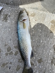Cynoscion nebulosus