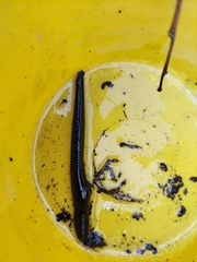 Haemopidae