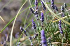 Lavandula dentata