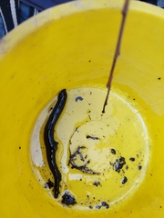 Haemopidae