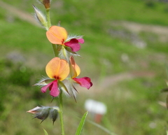 Alysicarpus vaginalis