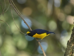 Euphonia affinis