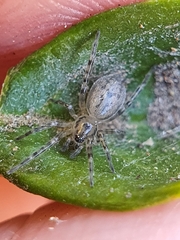 Trachelidae