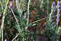 Lavandula dentata