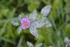 Erysiphe trifoliorum