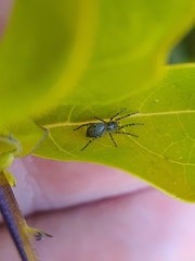 Trachelidae