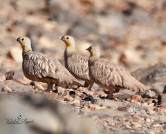 Pterocles coronatus