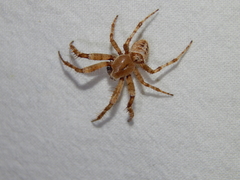 Pararaneus cyrtoscapus
