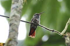 Amazilia tzacatl