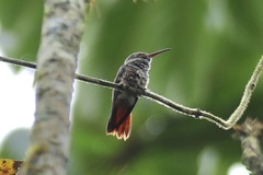Amazilia tzacatl