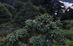 Rhododendron pseudochrysanthum