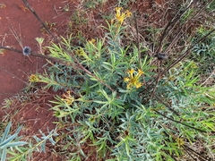 Lasiosiphon capitatus