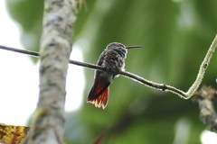 Amazilia tzacatl