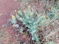 Lasiosiphon capitatus