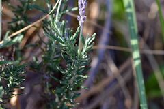 Lavandula dentata
