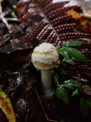 Image of Amanita xylinivolva