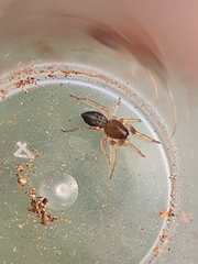Trachelidae