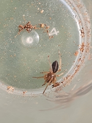 Trachelidae