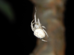 Pararaneus cyrtoscapus