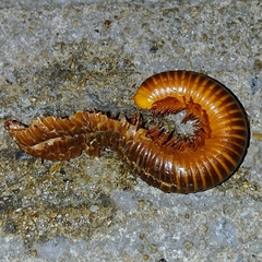 Thyropygus allevatus