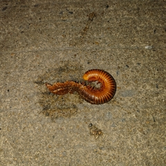 Thyropygus allevatus