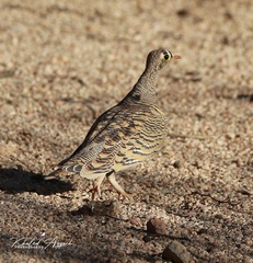 Pterocles lichtensteinii