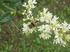 Palpada pusilla