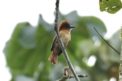 Pachyramphus cinnamomeus