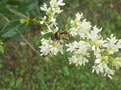 Palpada pusilla