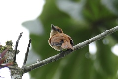 Pachyramphus cinnamomeus