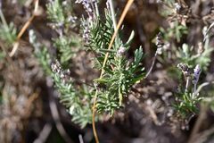 Lavandula dentata