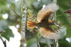 Pachyramphus cinnamomeus