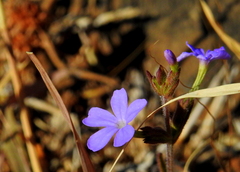 Eranthemum roseum