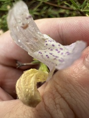 Conradina grandiflora