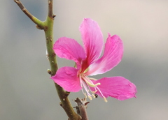 Bauhinia × blakeana