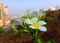 Plumeria obtusa
