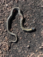 Thamnophis cyrtopsis