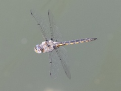 Epitheca petechialis