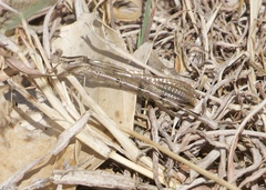 Argia funebris