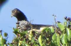 Anhima cornuta