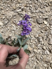Penstemon angustifolius