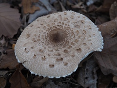 Macrolepiota rhodosperma