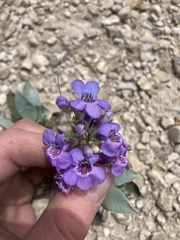 Penstemon angustifolius