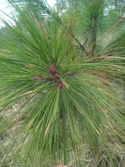 Pinus pseudostrobus