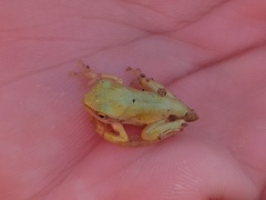 Hyla arborea