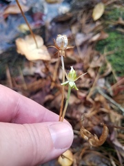 Parnassia asarifolia
