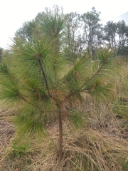 Pinus pseudostrobus